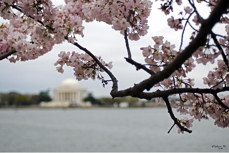 20080403_120138 D300 P.jpg - Jefferson Memorial and cherry blossom blloming along Tidal Basin